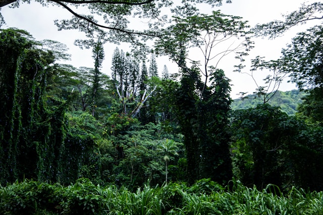 The Rhythms of the Rainforest: Music and the Bribri People of Costa Rica